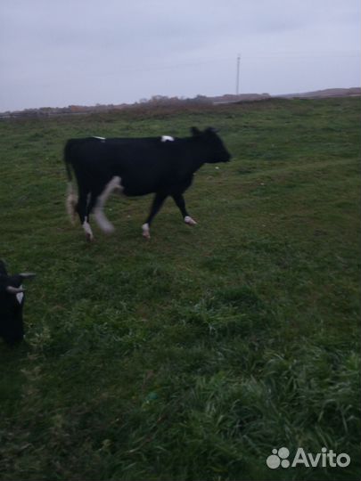 Корова, нетели, быки