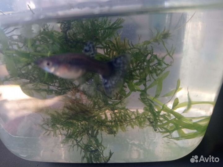 Аквариумные рыбки гуппи