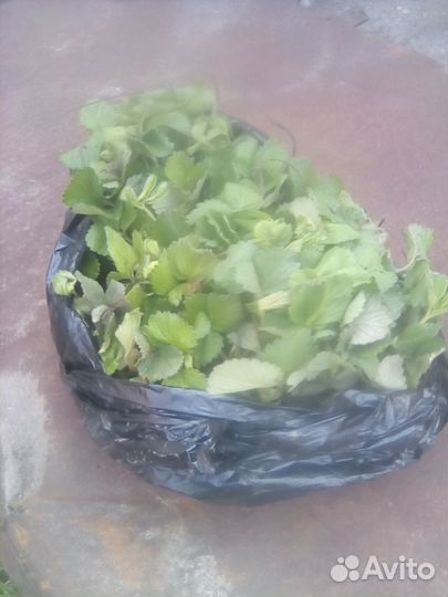 Саженцы клубники