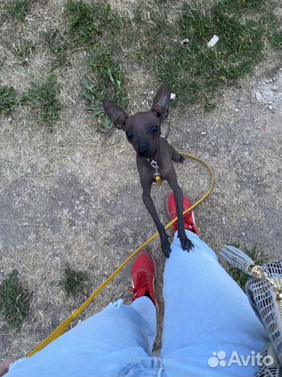 Ксолоитцкуинтли