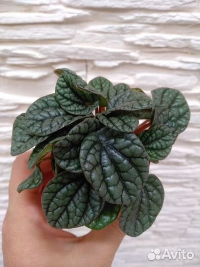 Фиттонии, пеперомия и другие