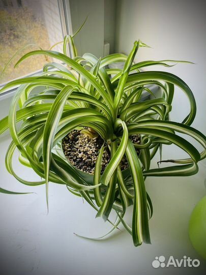 Хлорофитум кудрявый