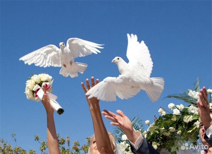 Голуби