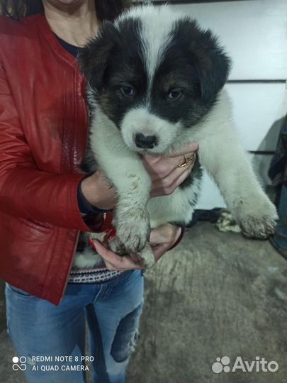 Щенки маламута