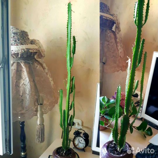 Кактус молочай трехгранный