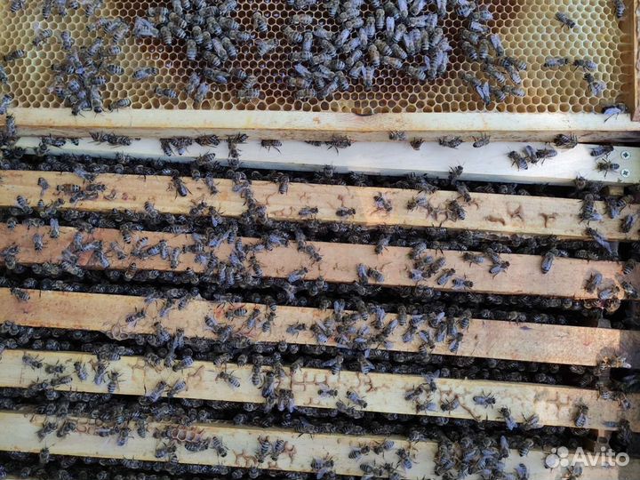 Улей с пчелами