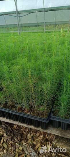 Саженцы сосны зкс