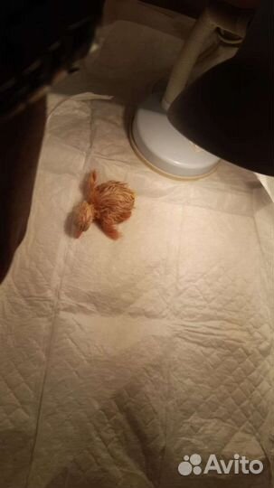 Цыплята-бройлеры