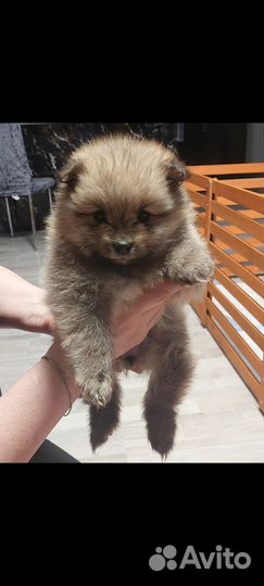 Собака