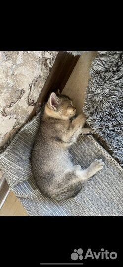 Кошка британка