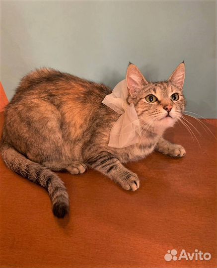 Молодая кошечка, в добрые руки