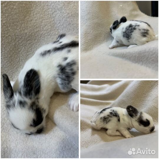 Крольчата мини