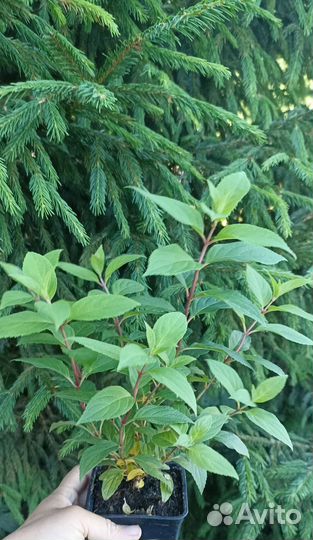 Гортензия саженцы 2 года