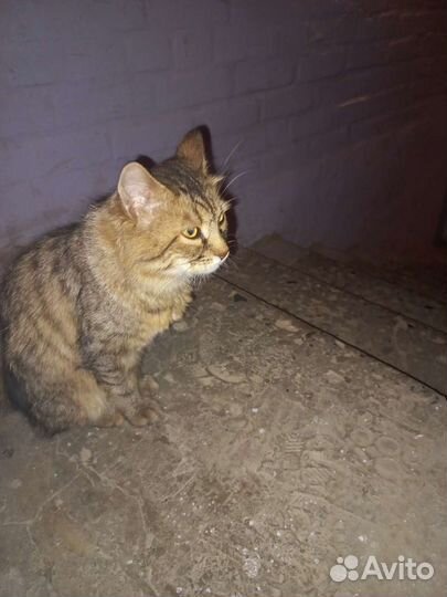 Ищет дом котик