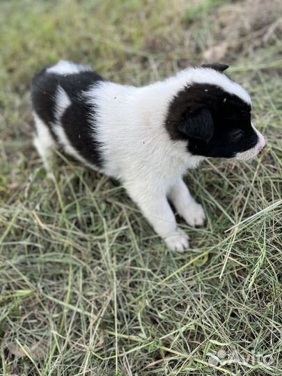 Отдам в добрые руки