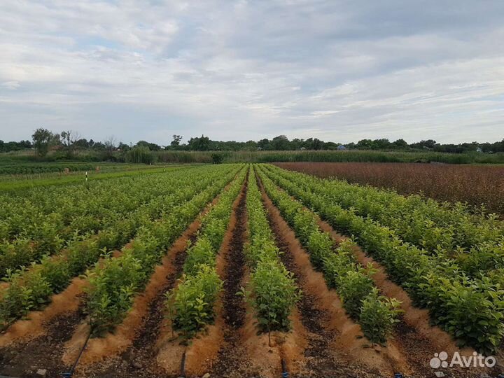 Подвой мм 106