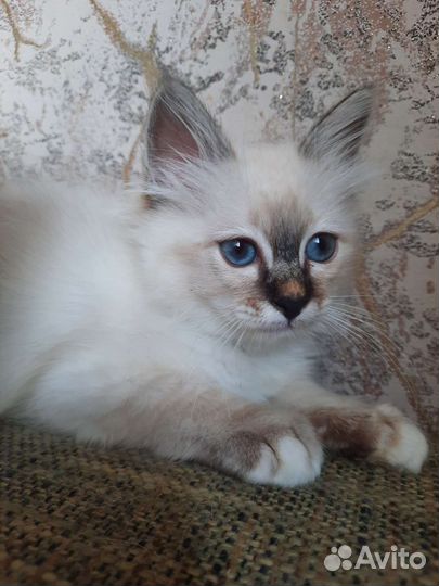 Котенок редкой породы