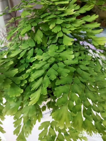 Волос Венеры