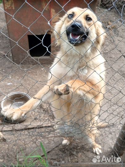 Помогите Руне