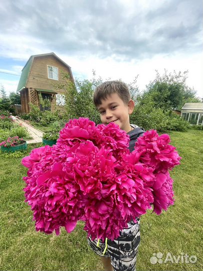 Пион махровый фуксия