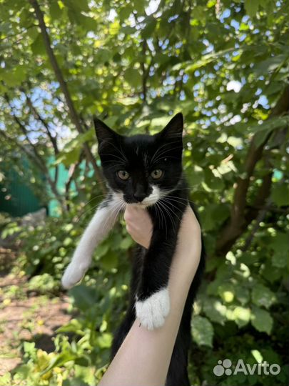 Кошки бесплатно