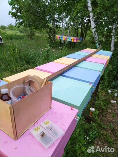 Пчёломатки матки плодные