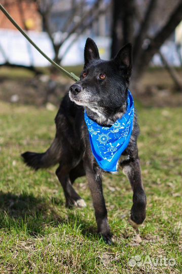 Собака в добрые руки отдам бесплатно