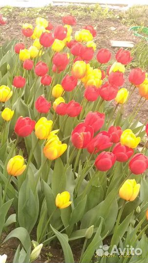 Тюльпаны и другие