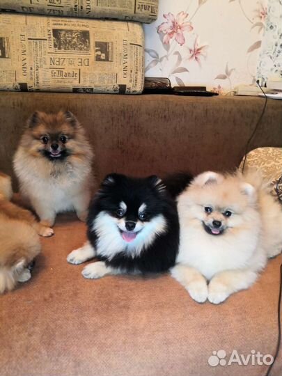 Вязка с титулованными кобелями из питомника