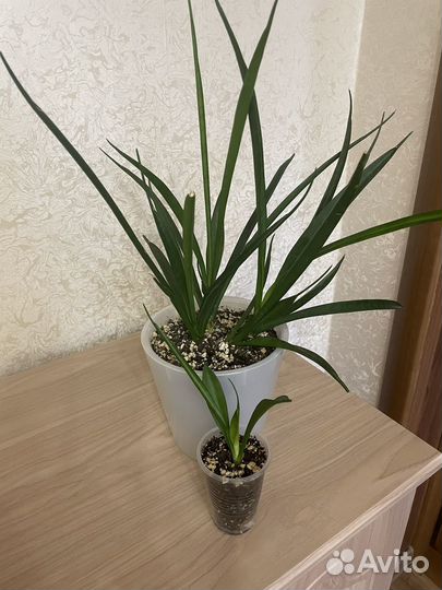 Сансевиерия