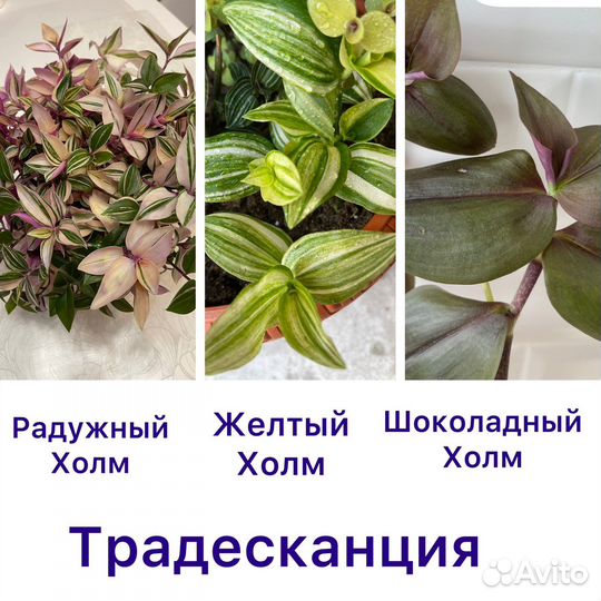 Традесканции 15 сортов