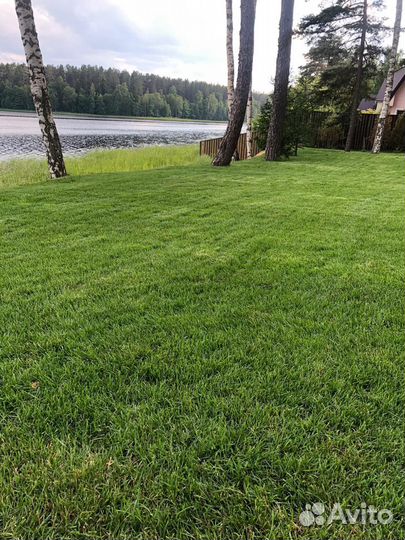 Городской газон от производителя