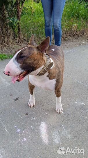 Собака в добрые руки щенок мальчик