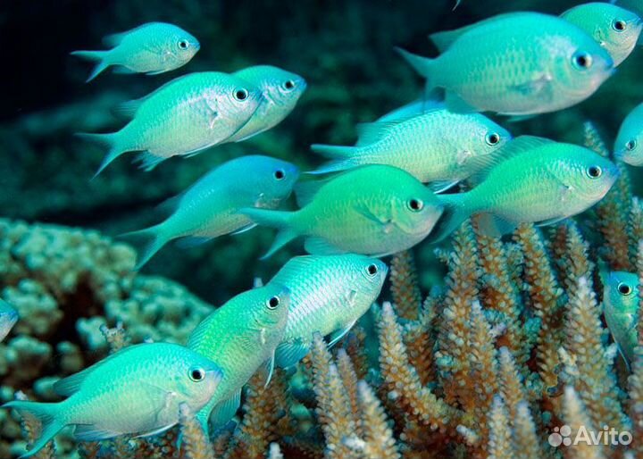 Морские рыбки - девушки