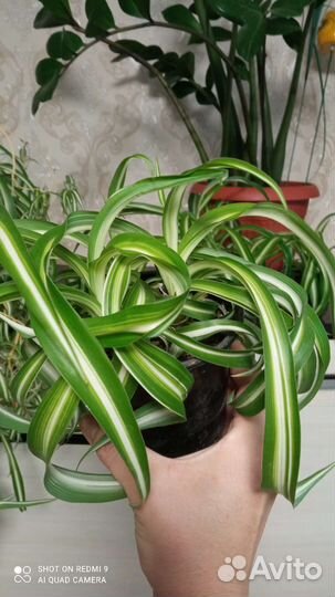 Спатифиллум, Хлорофитум, денежное дерево