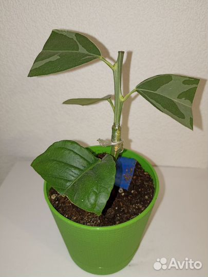 Кумкват Маргарита вариегатный саженец, черенки