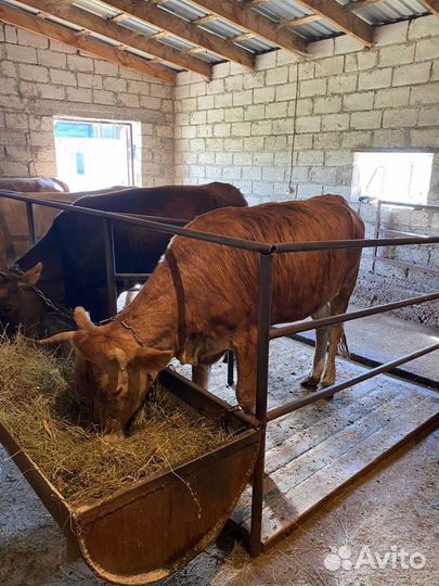 Молодые телки