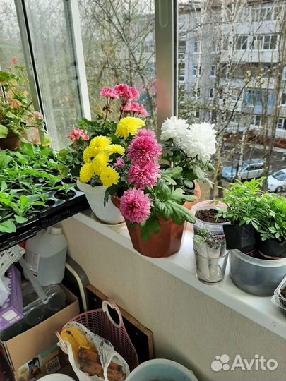 Отборный биогумус. Вермикомпост. Удобрение