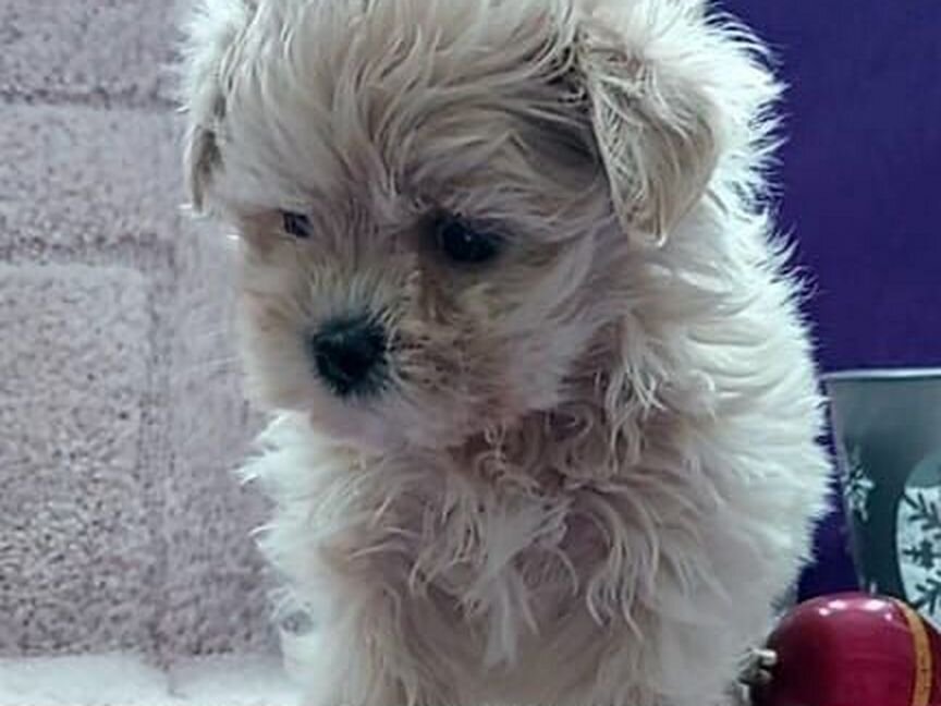 Новогодние Maltipoo f1