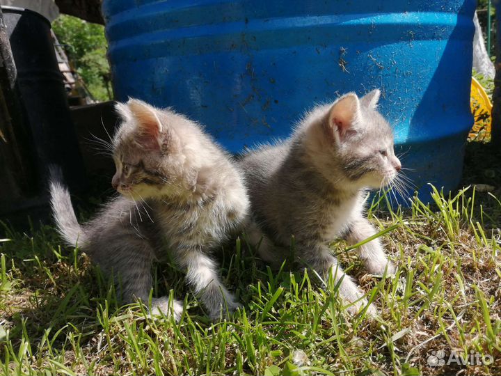 Котики бесплатно в добрые руки