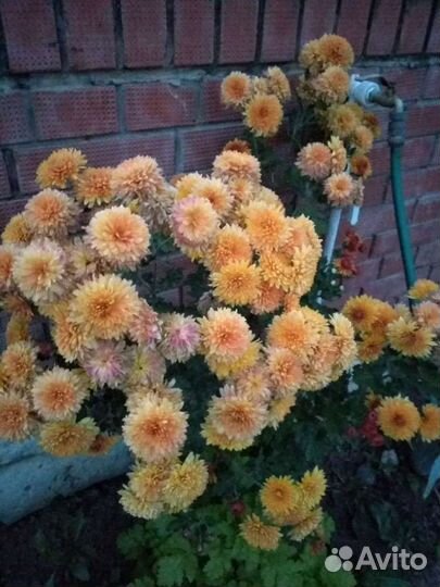 Кусты хризонтем