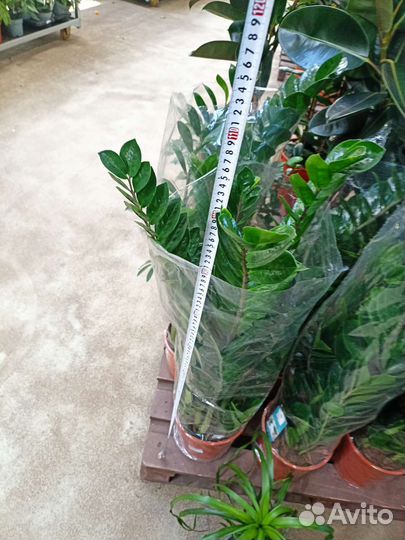 Замиокулькас