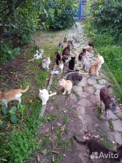 Кошки на любой вкус