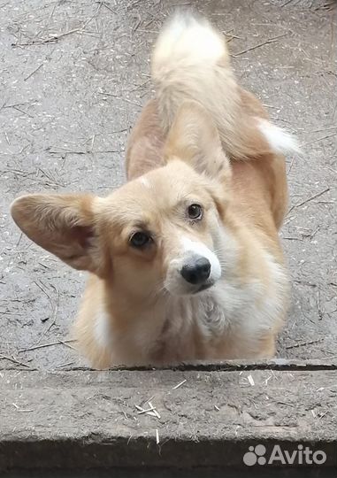 Девочка Корги