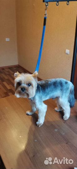 Услуги грумера