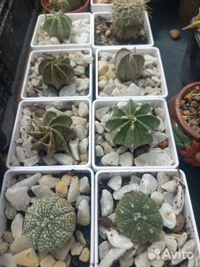 Кактус, астрофитум кабуто, астериас гибрид