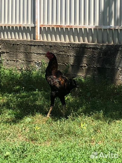 Бойцовые петухи