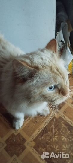 Отдам в добрые руки