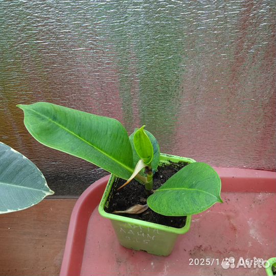 Фикус шревереанна