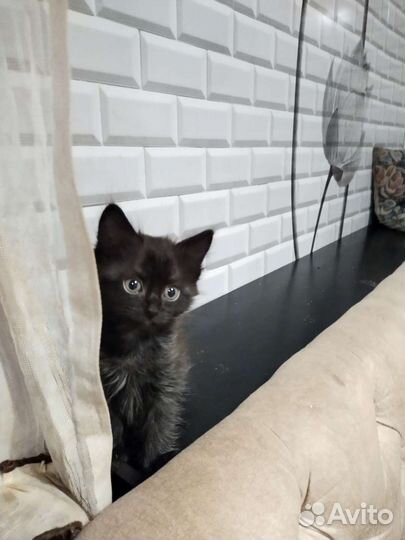 Отдам бесплатно